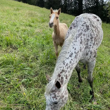 Luxury Arianna * Tarano